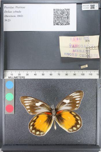 Media type: image;   Entomology 129581